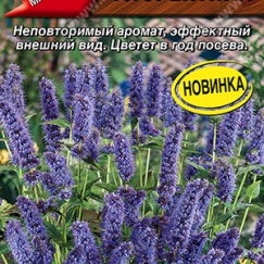 Мята Флорентина (Аэлита)