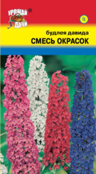 Буддлея давида смесь окрасок фото